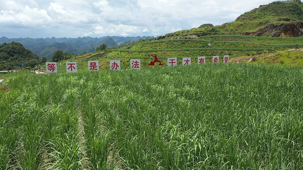 图为云铝文山在矿山复垦区种植的甘蔗。 夏兴 摄